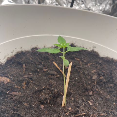 Auto Chocolate Skunk growlog timeline photo