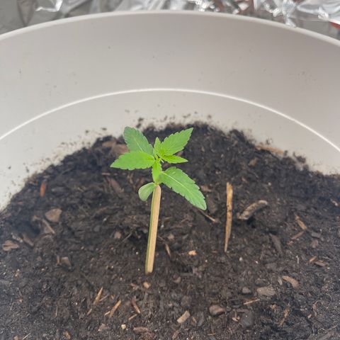 Auto Chocolate Skunk growlog timeline photo