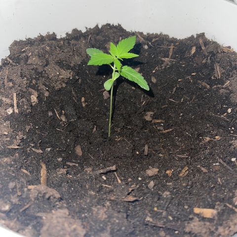 Auto Chocolate Skunk growlog timeline photo
