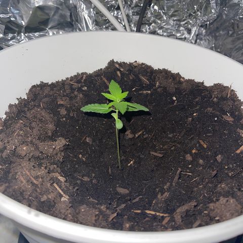 Auto Chocolate Skunk growlog timeline photo