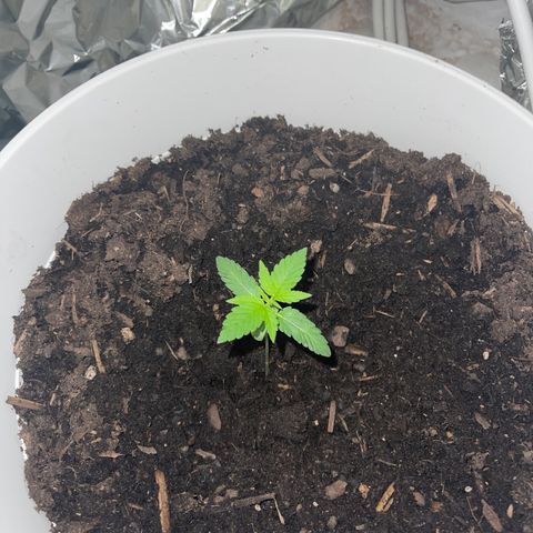 Auto Chocolate Skunk growlog timeline photo