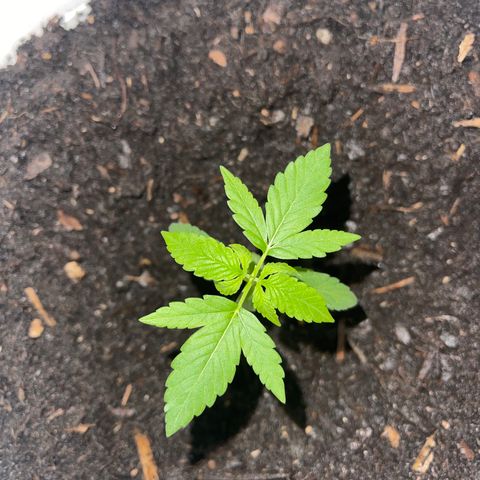 Auto Chocolate Skunk growlog timeline photo