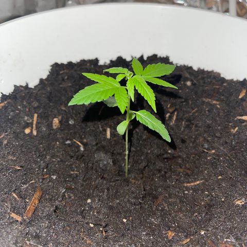 Auto Chocolate Skunk growlog timeline photo