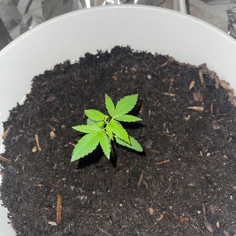 Auto Chocolate Skunk growlog timeline photo