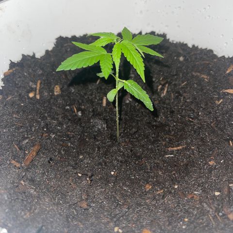 Auto Chocolate Skunk growlog timeline photo