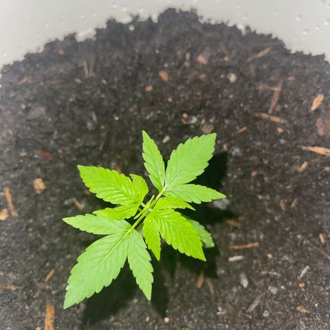 Auto Chocolate Skunk growlog timeline photo