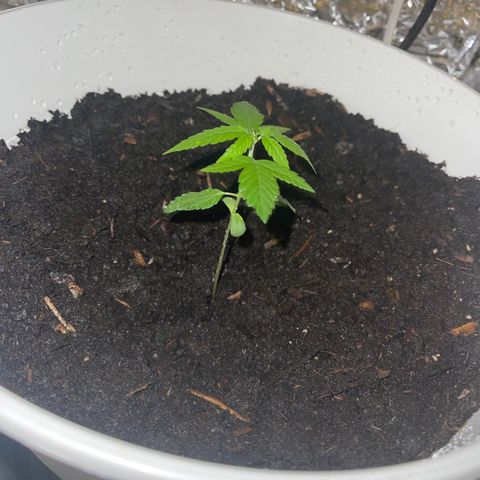 Auto Chocolate Skunk growlog timeline photo