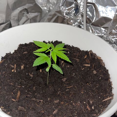 Auto Chocolate Skunk growlog timeline photo