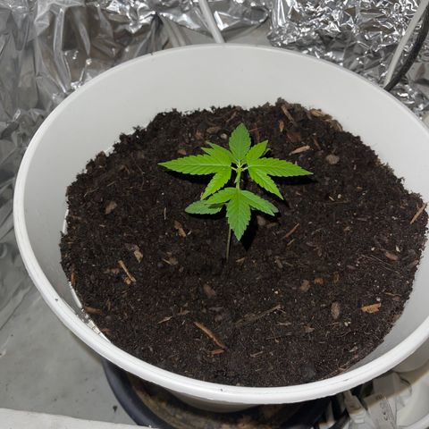 Auto Chocolate Skunk growlog timeline photo