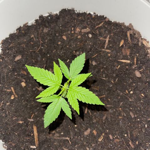 Auto Chocolate Skunk growlog timeline photo