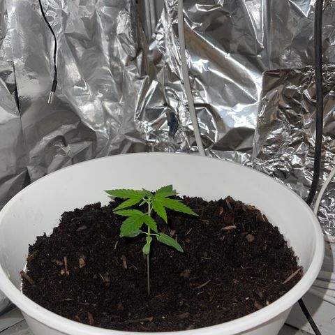 Auto Chocolate Skunk growlog timeline photo