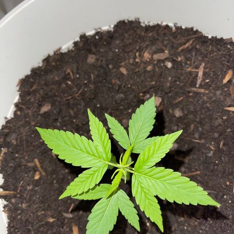 Auto Chocolate Skunk growlog timeline photo
