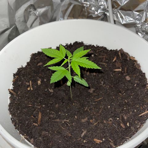 Auto Chocolate Skunk growlog timeline photo