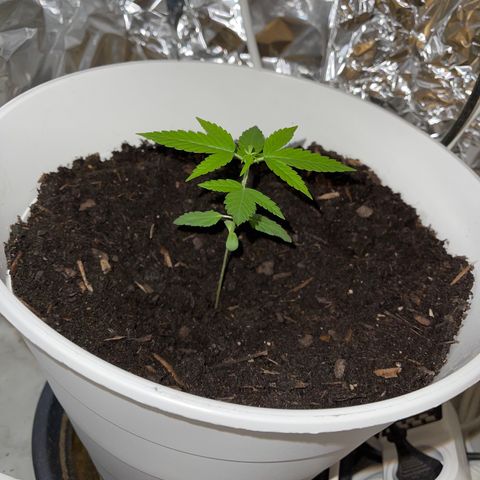 Auto Chocolate Skunk growlog timeline photo