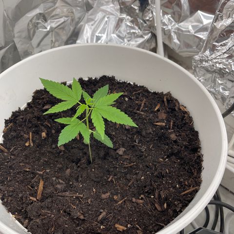 Auto Chocolate Skunk growlog timeline photo