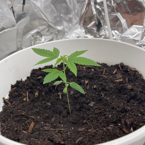 Auto Chocolate Skunk growlog timeline photo