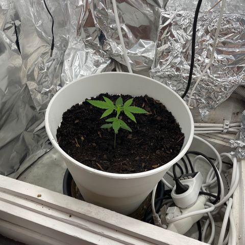 Auto Chocolate Skunk growlog timeline photo