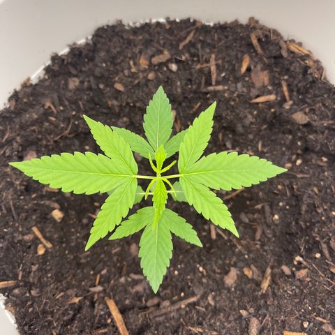 Auto Chocolate Skunk growlog timeline photo
