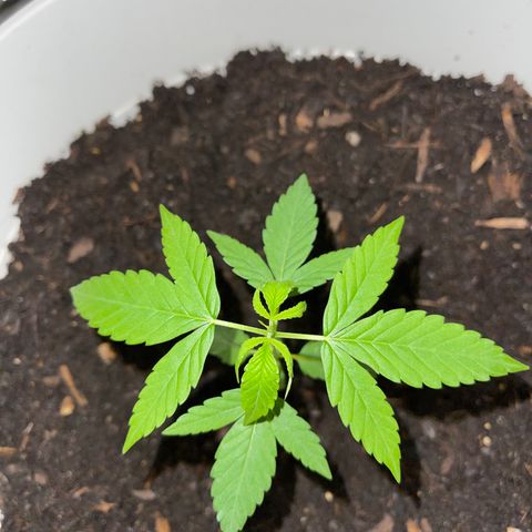 Auto Chocolate Skunk growlog timeline photo