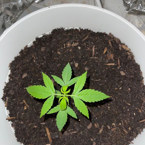Auto Chocolate Skunk growlog timeline photo