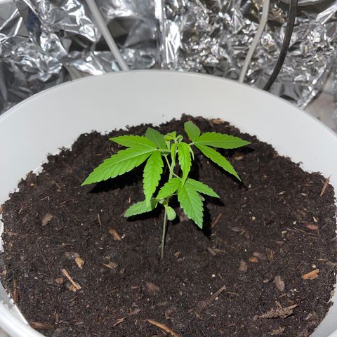 Auto Chocolate Skunk growlog timeline photo