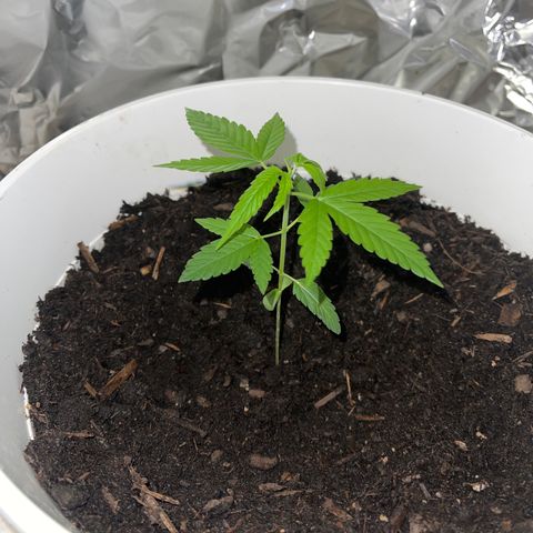 Auto Chocolate Skunk growlog timeline photo