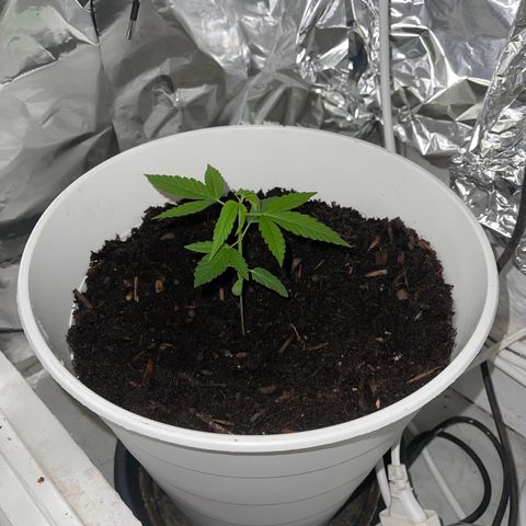 Auto Chocolate Skunk growlog timeline photo