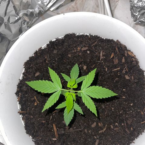 Auto Chocolate Skunk growlog timeline photo