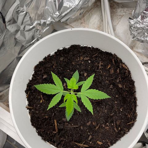 Auto Chocolate Skunk growlog timeline photo