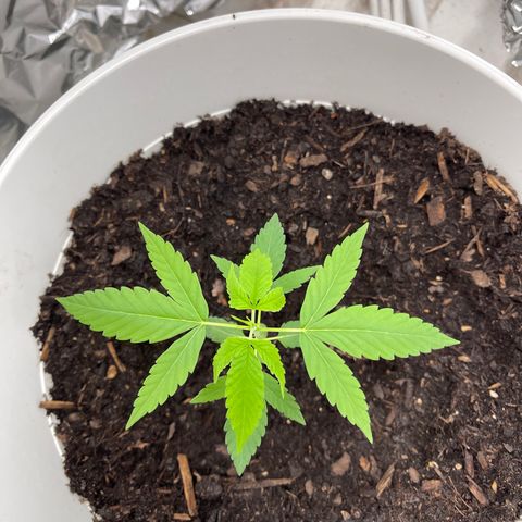 Auto Chocolate Skunk growlog timeline photo
