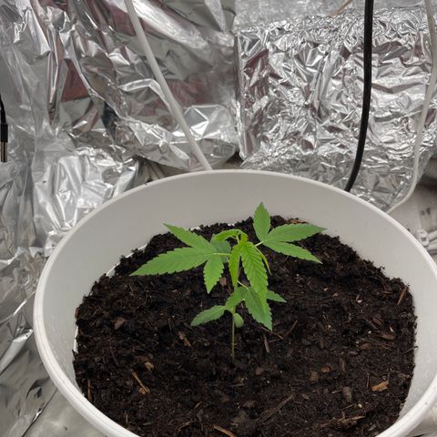 Auto Chocolate Skunk growlog timeline photo