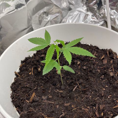 Auto Chocolate Skunk growlog timeline photo