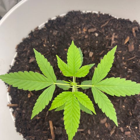 Auto Chocolate Skunk growlog timeline photo