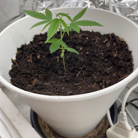 Auto Chocolate Skunk growlog timeline photo