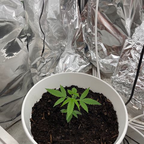 Auto Chocolate Skunk growlog timeline photo