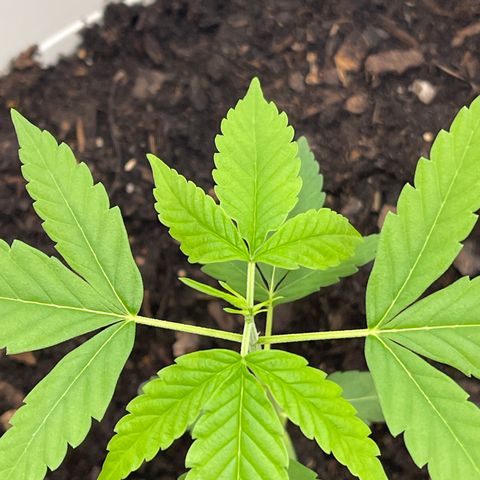 Auto Chocolate Skunk growlog timeline photo