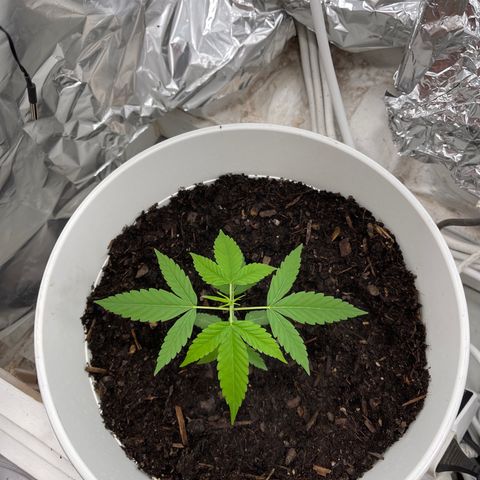 Auto Chocolate Skunk growlog timeline photo