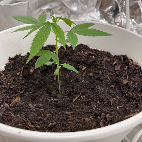 Auto Chocolate Skunk growlog timeline photo