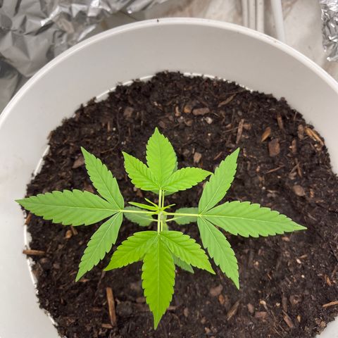 Auto Chocolate Skunk growlog timeline photo