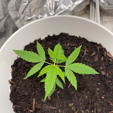 Auto Chocolate Skunk growlog timeline photo