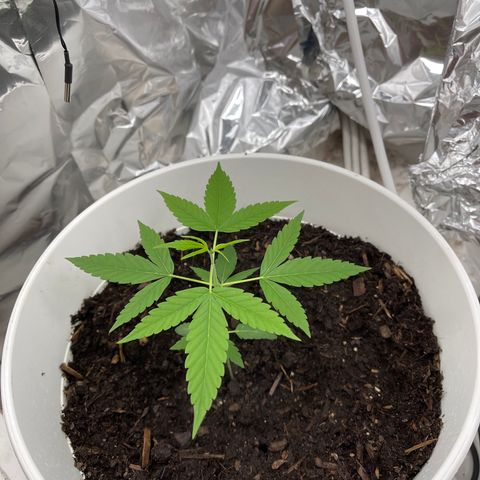 Auto Chocolate Skunk growlog timeline photo