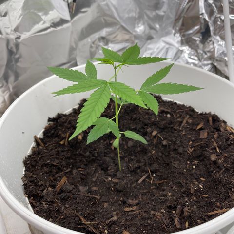 Auto Chocolate Skunk growlog timeline photo