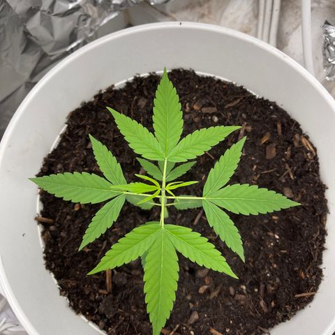 Auto Chocolate Skunk growlog timeline photo