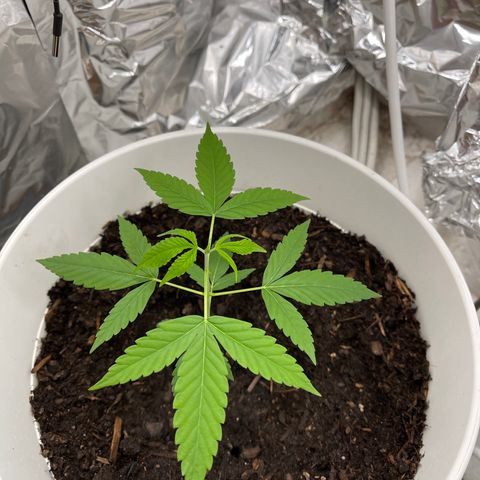 Auto Chocolate Skunk growlog timeline photo