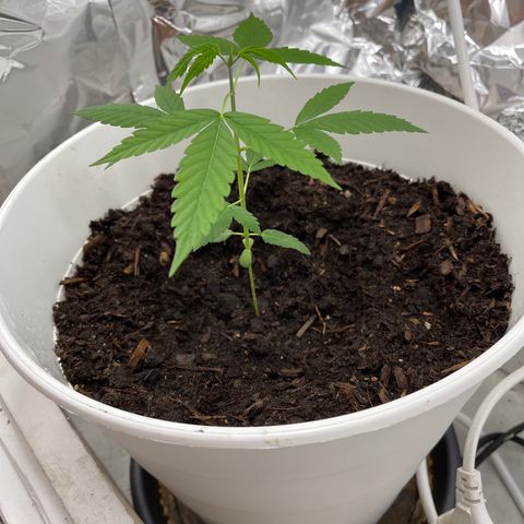 Auto Chocolate Skunk growlog timeline photo