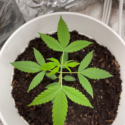 Auto Chocolate Skunk growlog timeline photo