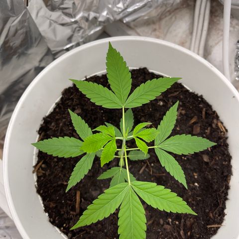 Auto Chocolate Skunk growlog timeline photo