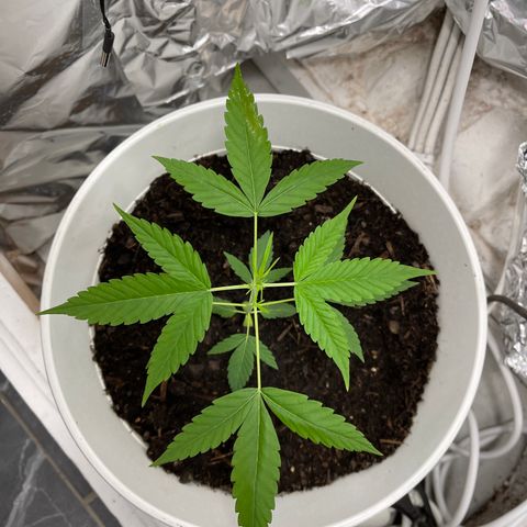 Auto Chocolate Skunk growlog timeline photo