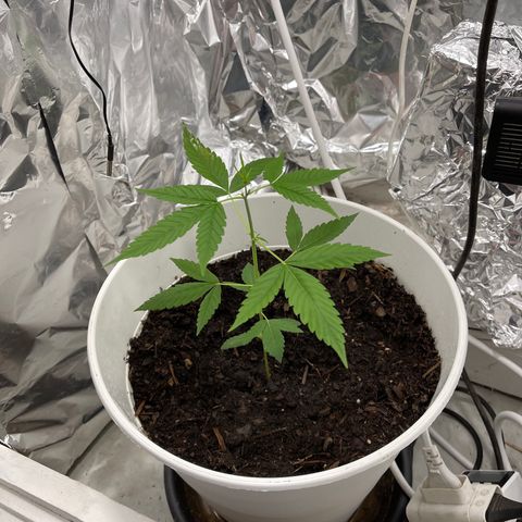 Auto Chocolate Skunk growlog timeline photo