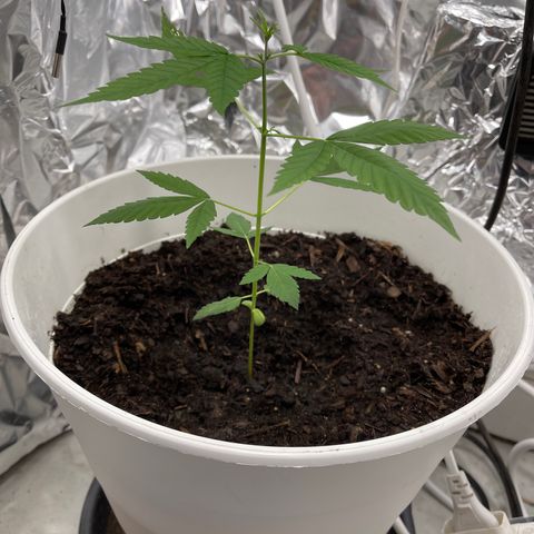 Auto Chocolate Skunk growlog timeline photo